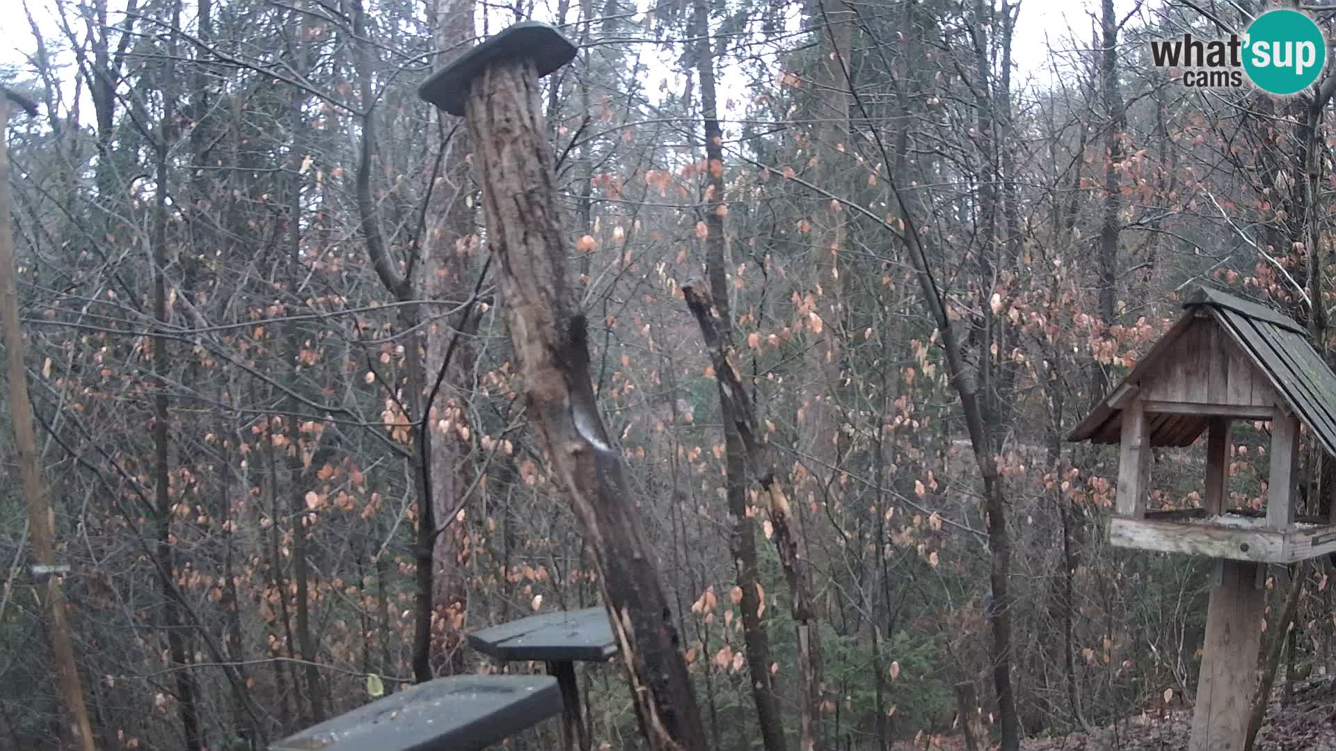 Mangiatoie per uccelli allo ZOO di Lubiana livecam