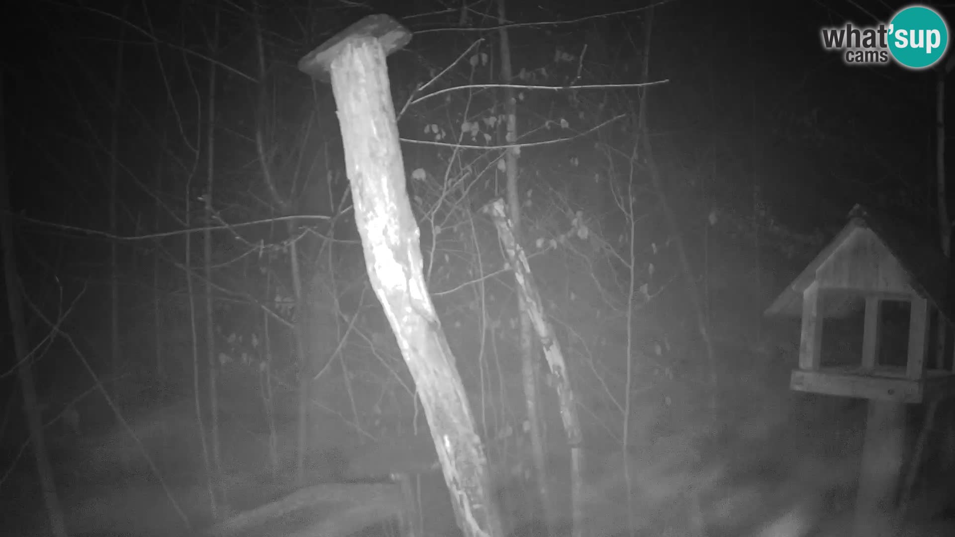 Hranilice za ptice u ZOO web kamera Ljubljana