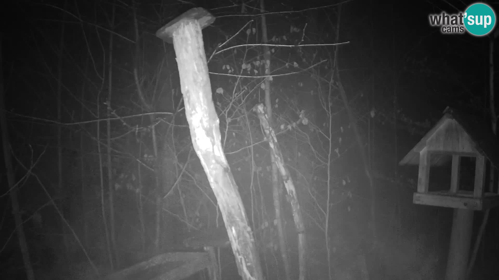 Vogelfutterhäuschen im ZOO webcam Ljubljana