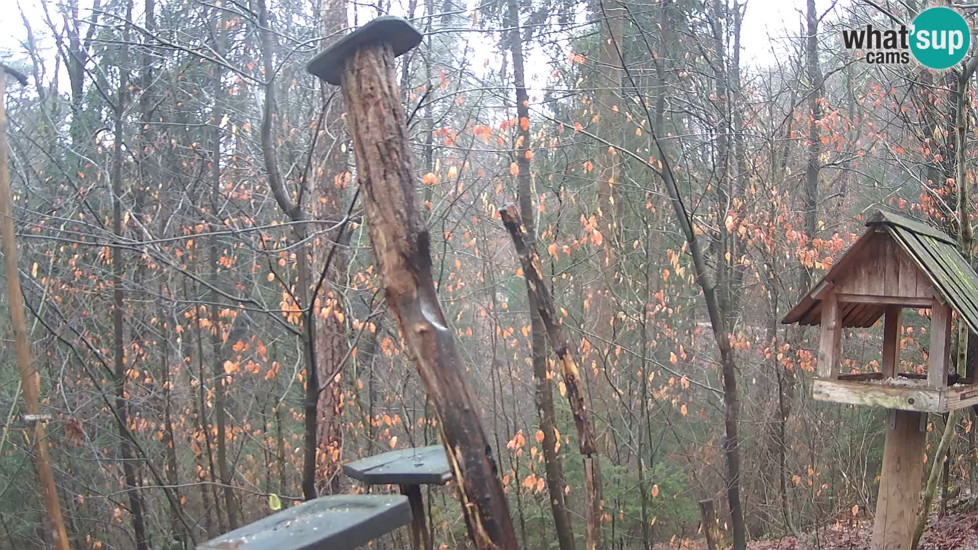 Vogelfutterhäuschen im ZOO webcam Ljubljana