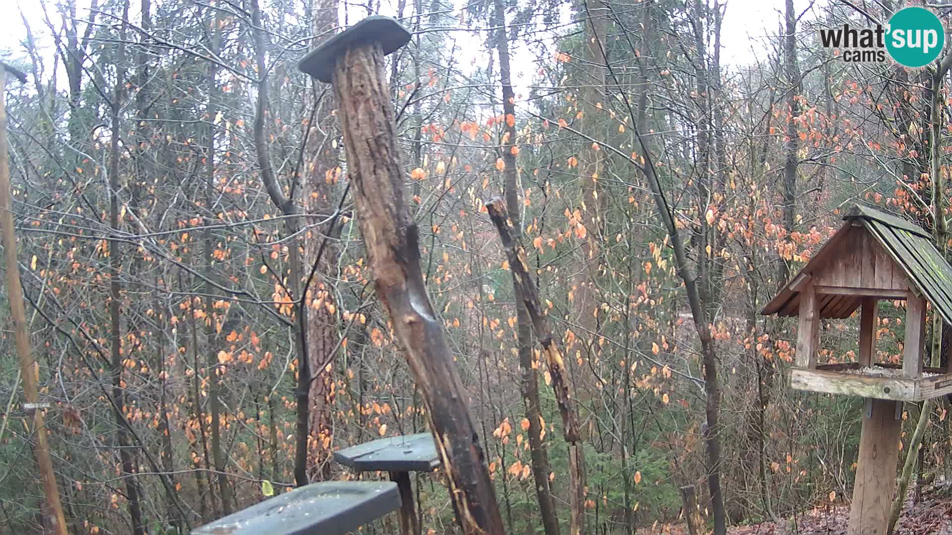 Comederos para pájaros en ZOO Ljubljana camera en vivo