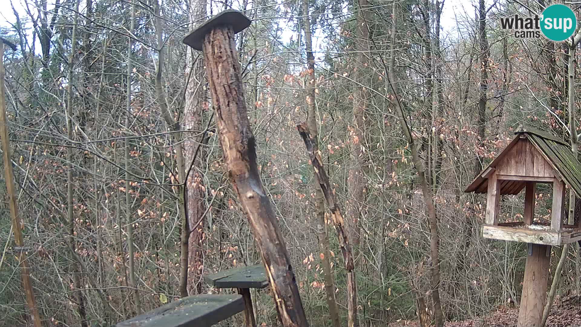 Vogelfutterhäuschen im ZOO webcam Ljubljana