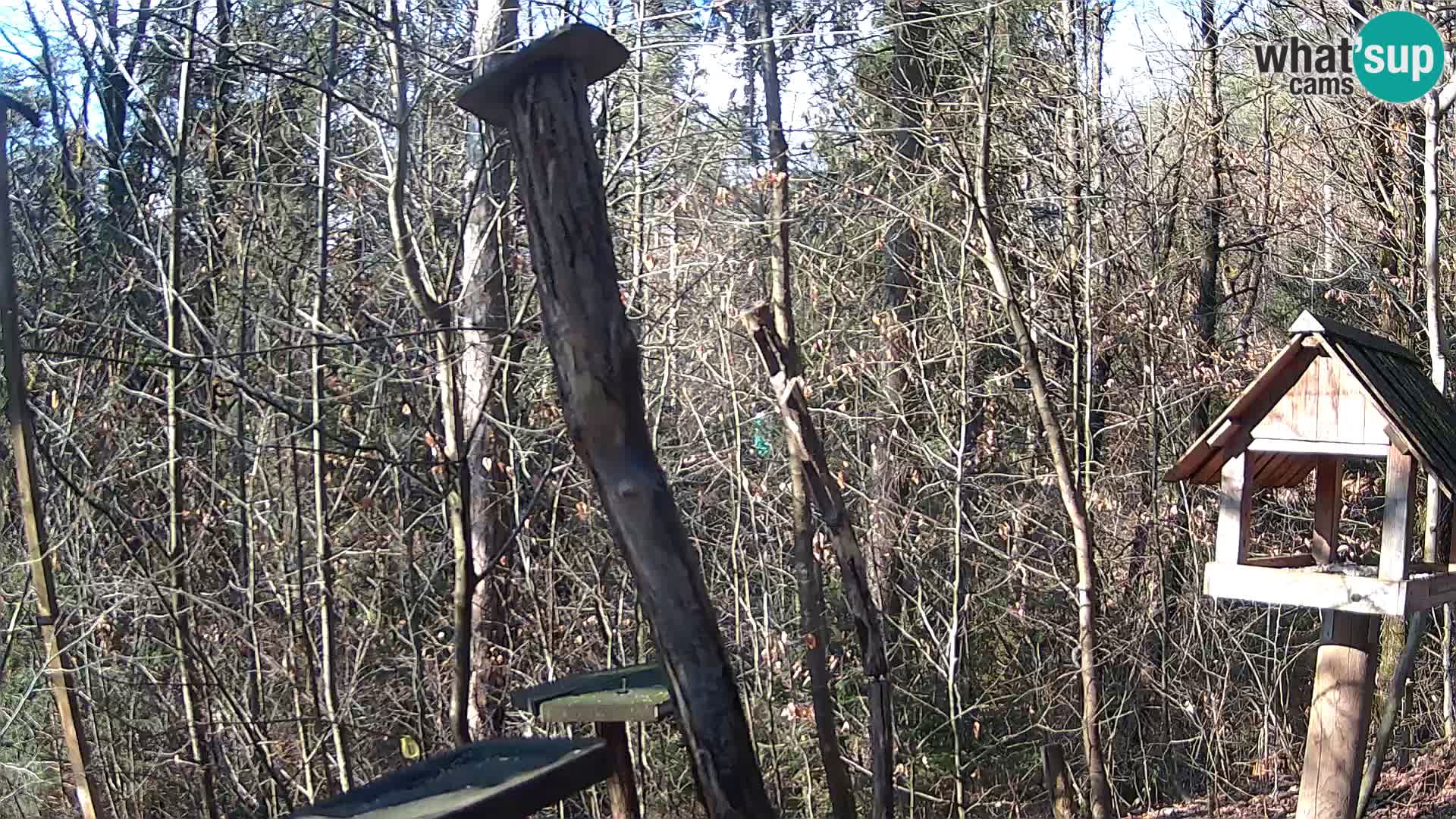 Vogelfutterhäuschen im ZOO webcam Ljubljana