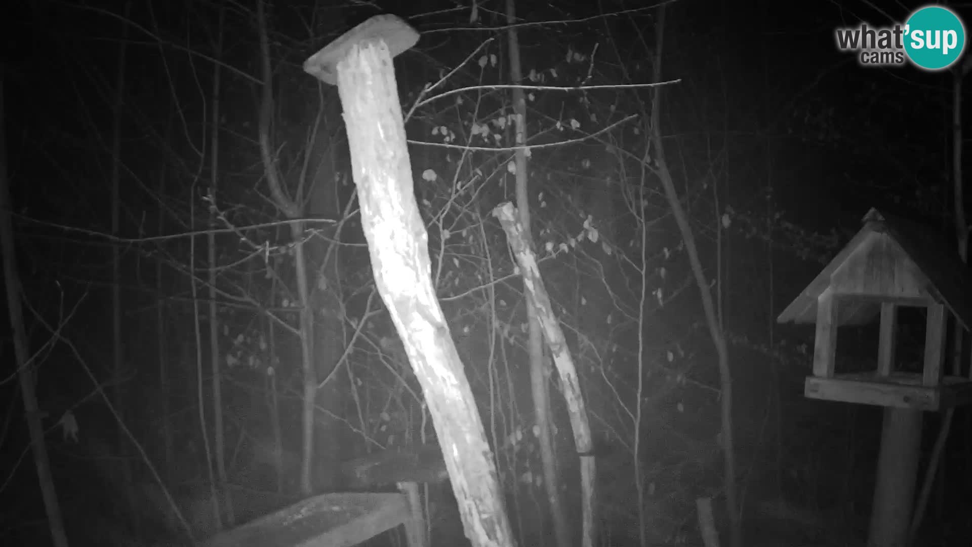 Bird feeders at ZOO Ljubljana webcam