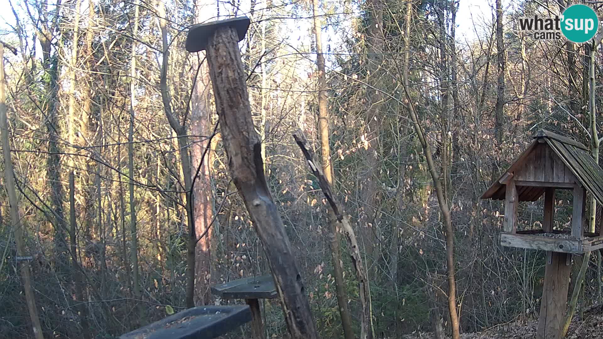 Krmilnice za ptiče v ZOO Ljubljana spletna kamera