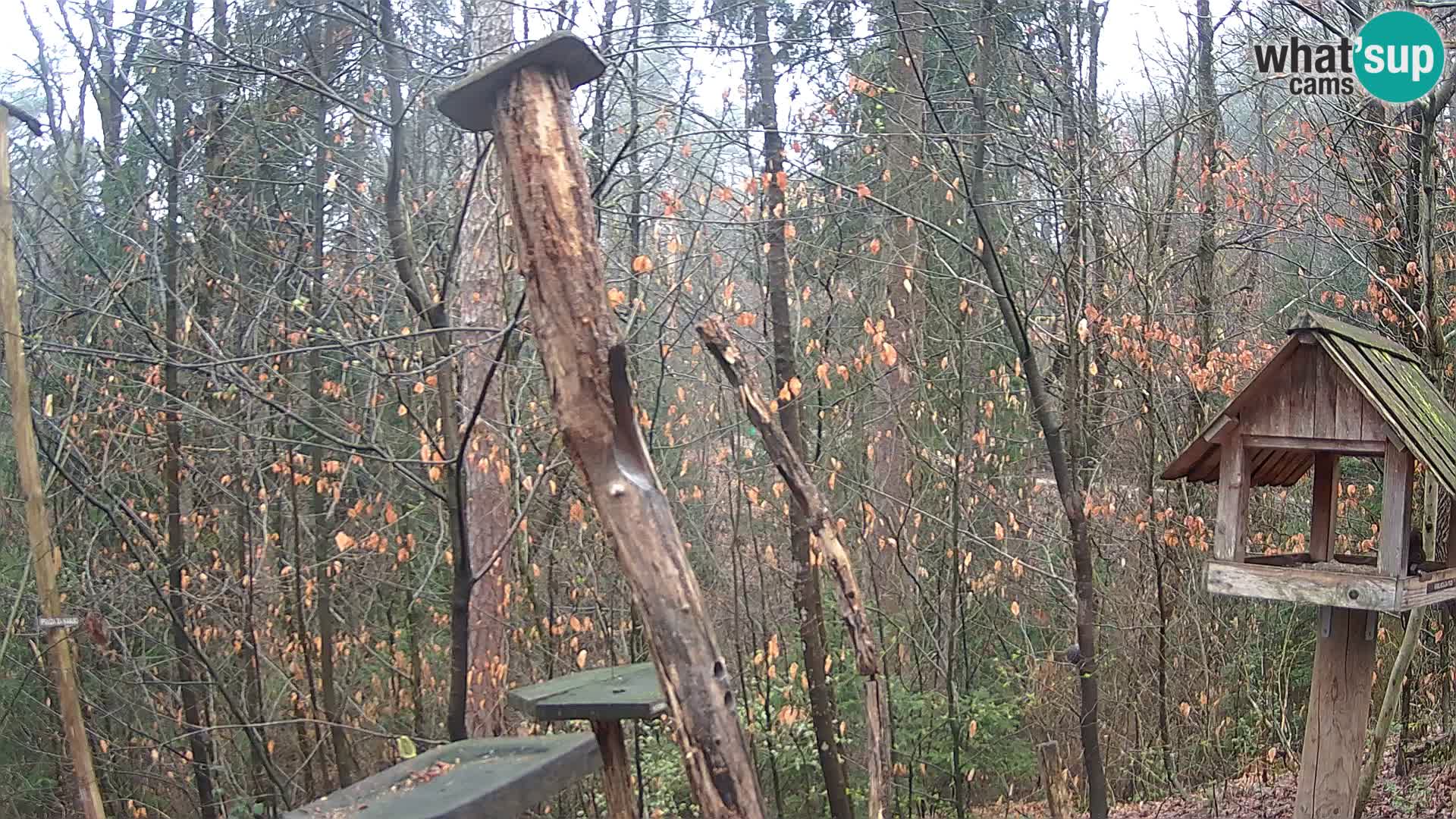 Mangiatoie per uccelli allo ZOO di Lubiana livecam