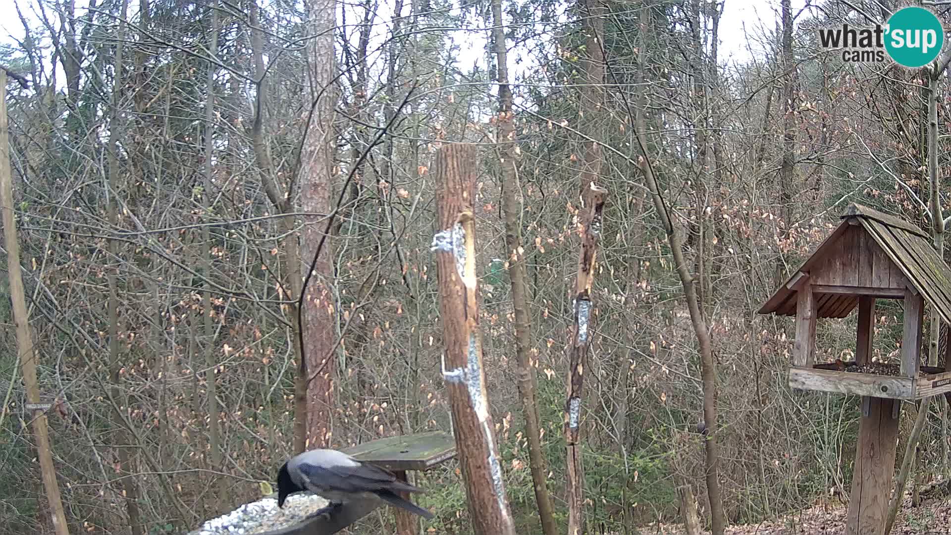 Bird feeders at ZOO Ljubljana webcam