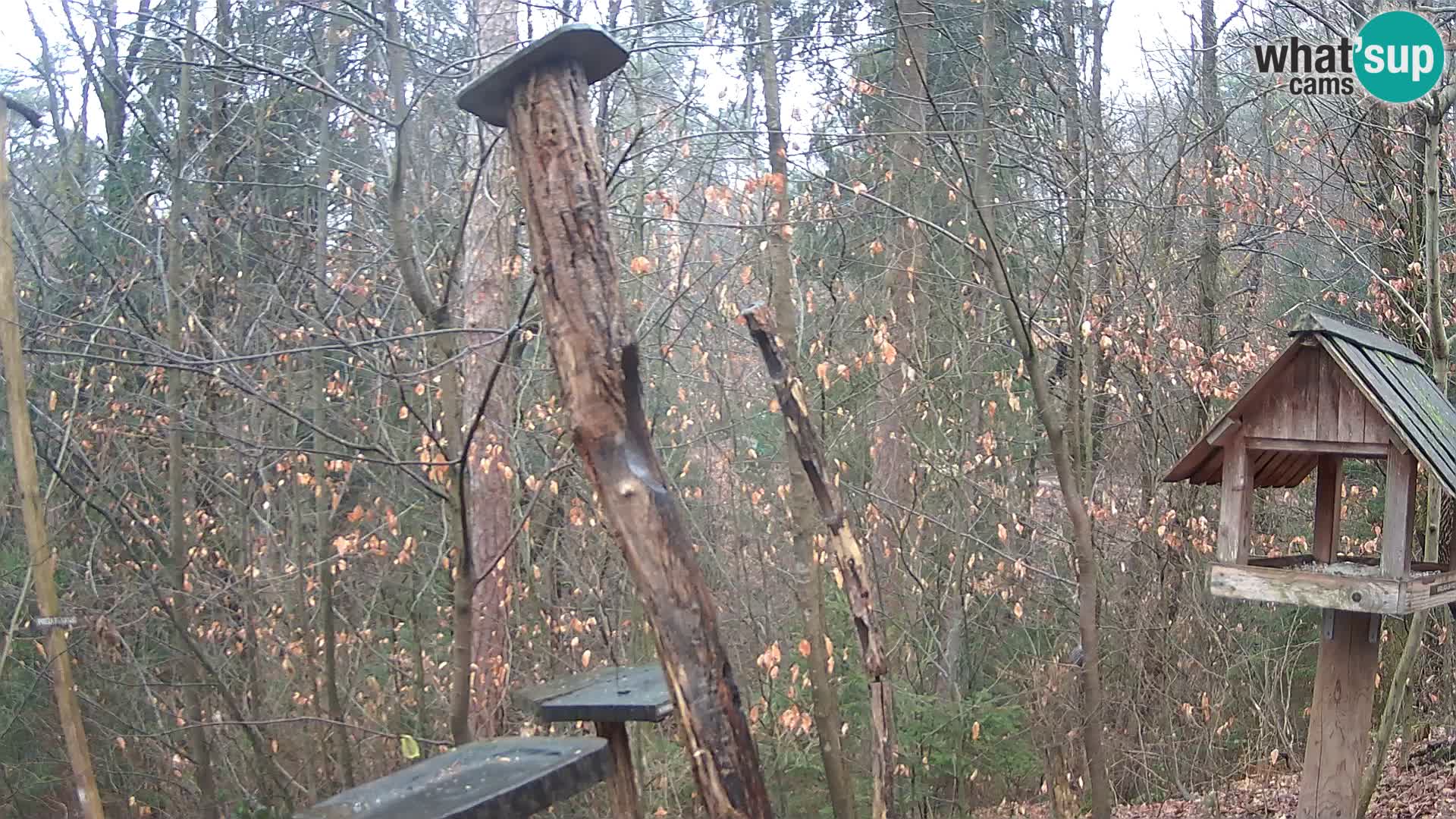 Hranilice za ptice u ZOO web kamera Ljubljana