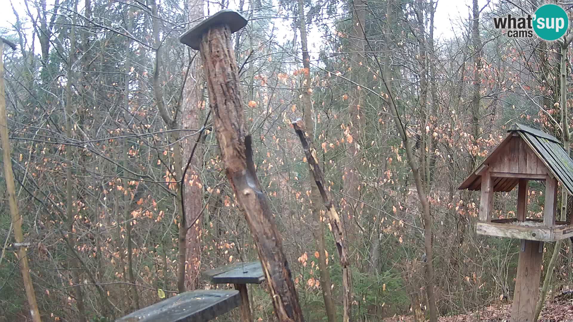 Hranilice za ptice u ZOO web kamera Ljubljana