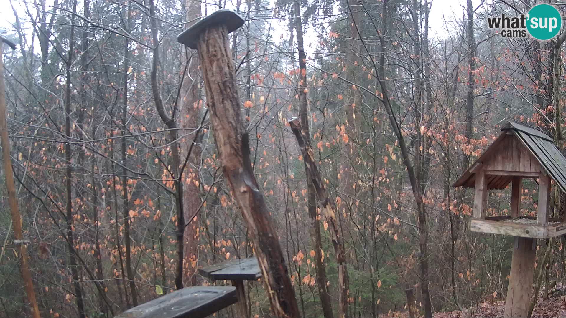 Hranilice za ptice u ZOO web kamera Ljubljana