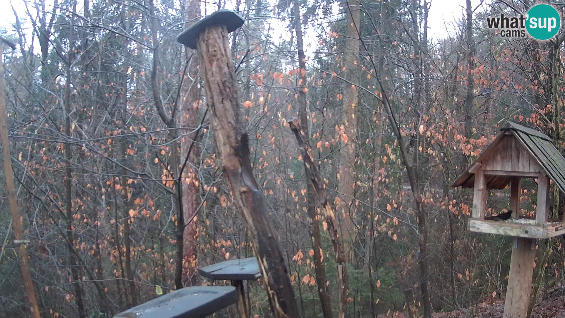 Bird feeders at ZOO Ljubljana webcam