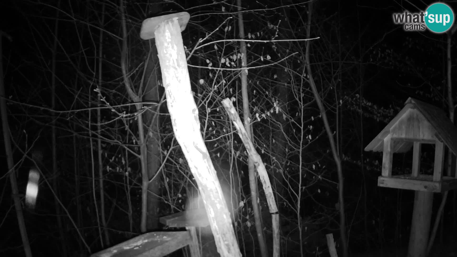 Mangeoires pour oiseaux au ZOO live webcam Ljubljana