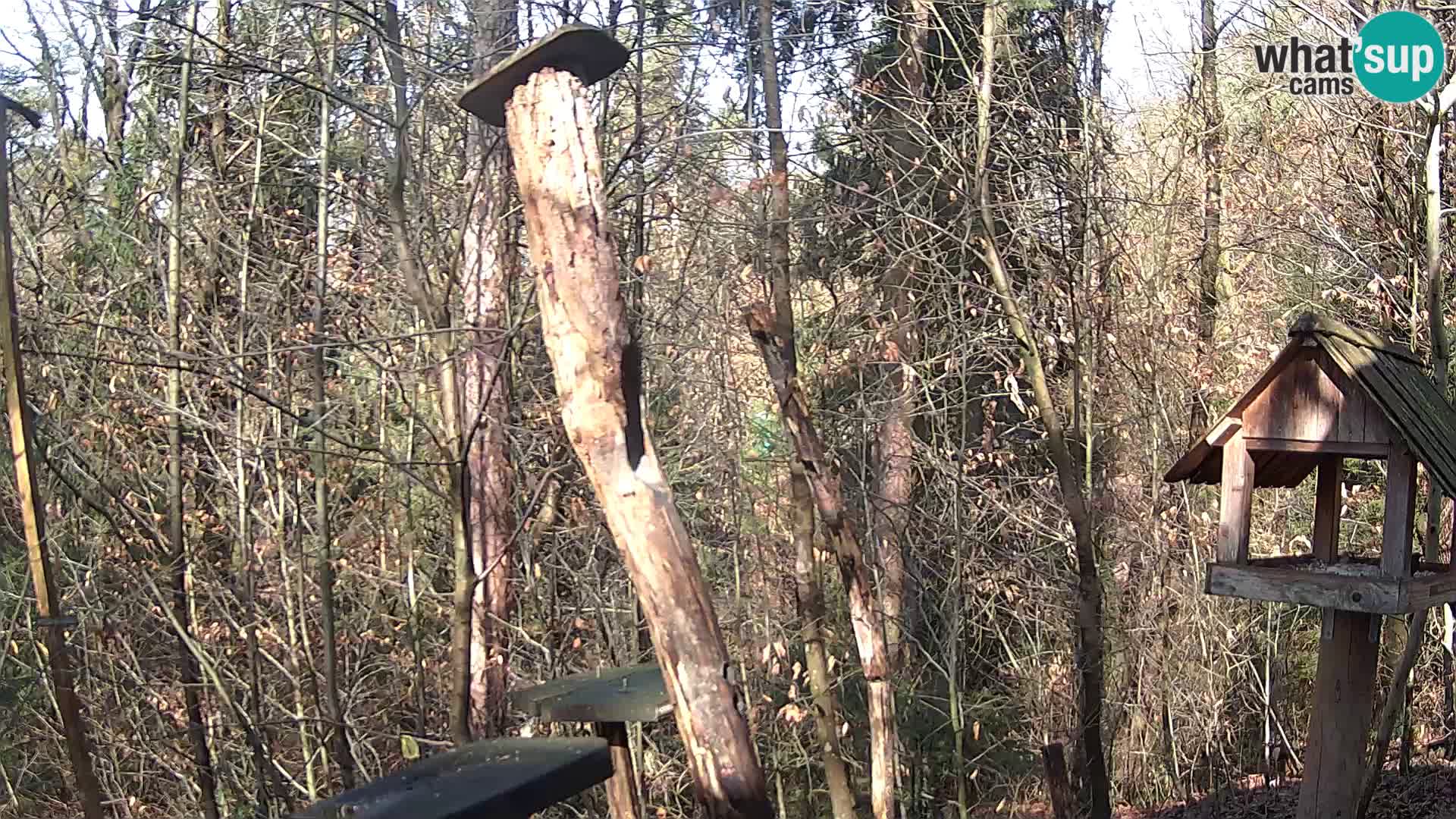 Mangeoires pour oiseaux au ZOO live webcam Ljubljana