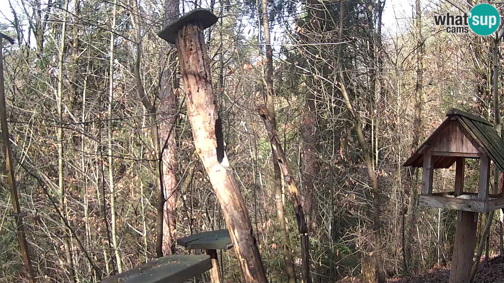 Bird feeders at ZOO Ljubljana webcam