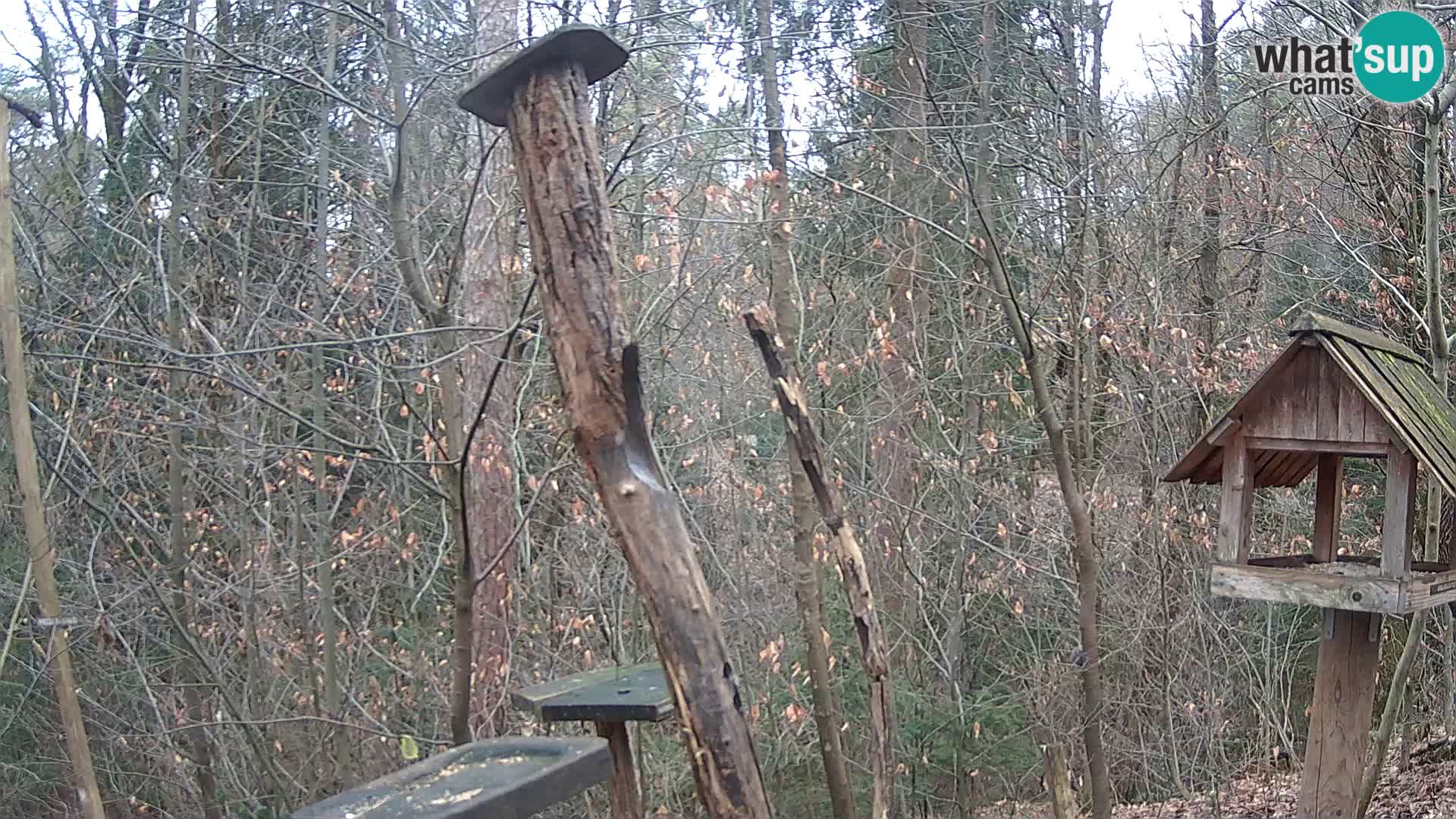 Comederos para pájaros en ZOO Ljubljana camera en vivo