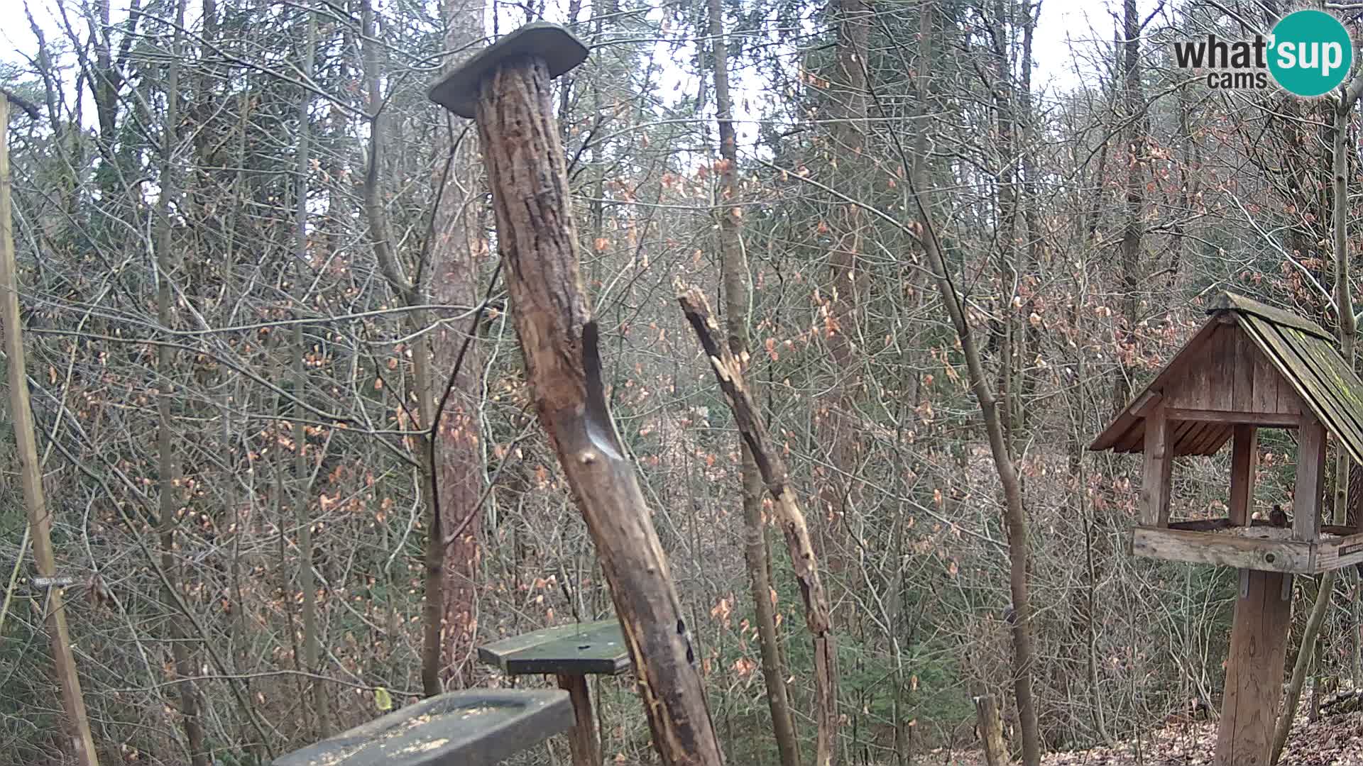 Vogelfutterhäuschen im ZOO webcam Ljubljana