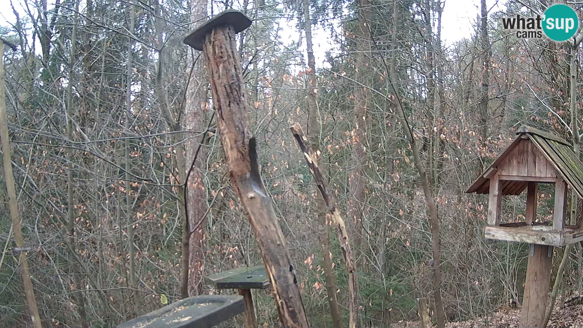 Krmilnice za ptiče v ZOO Ljubljana spletna kamera