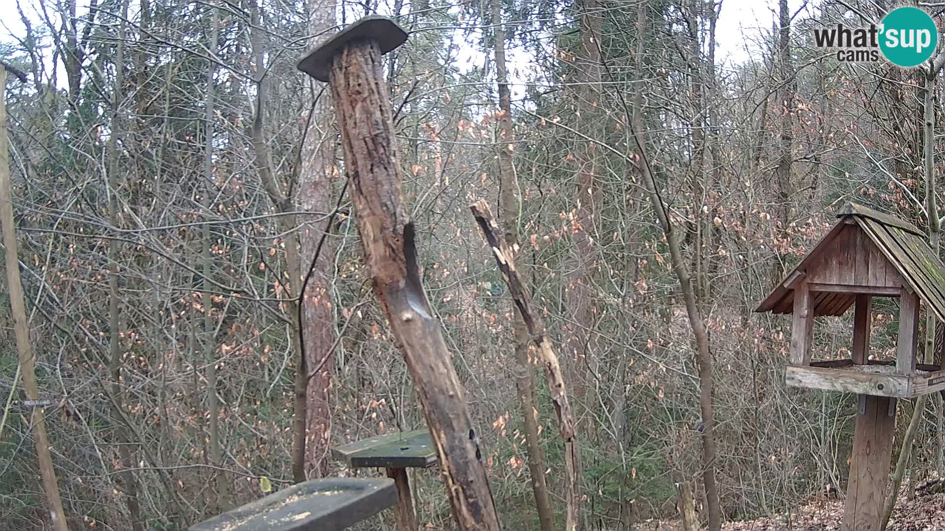 Vogelfutterhäuschen im ZOO webcam Ljubljana
