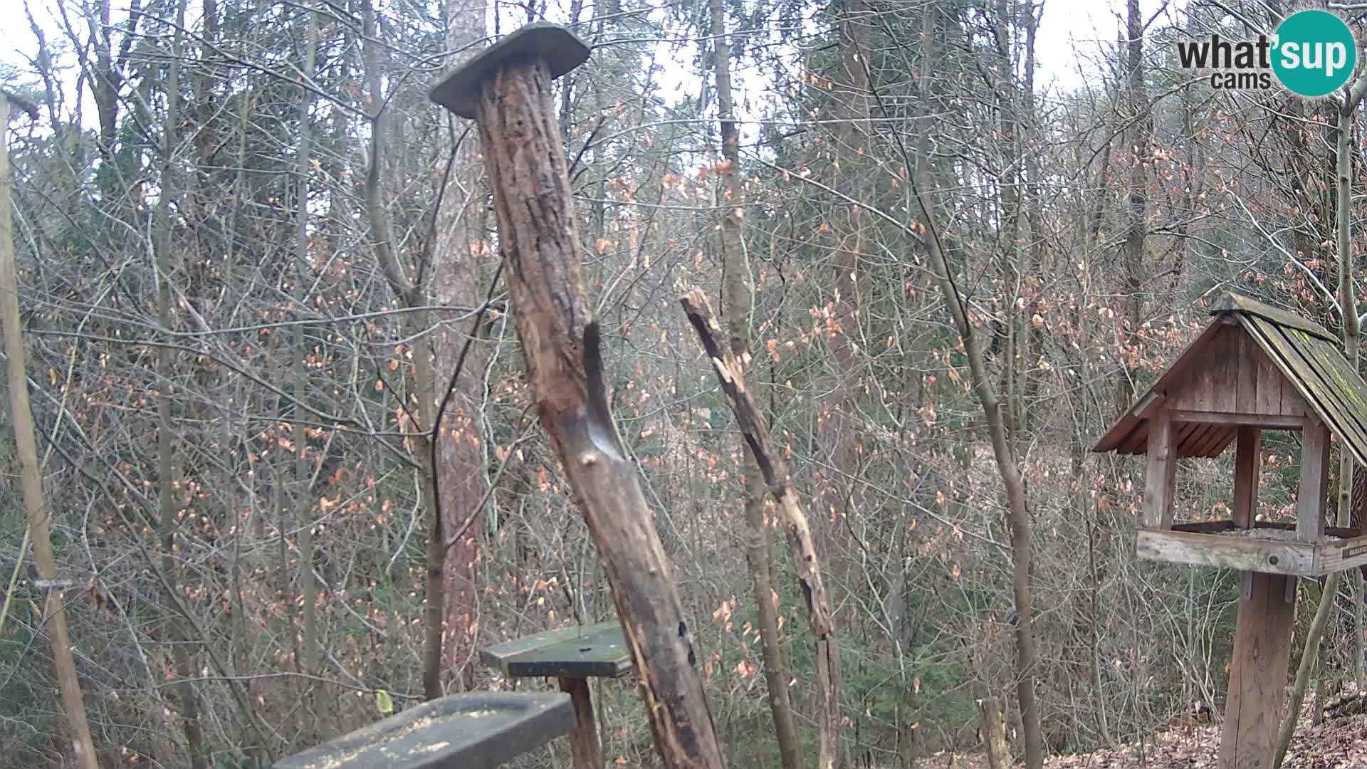 Vogelfutterhäuschen im ZOO webcam Ljubljana
