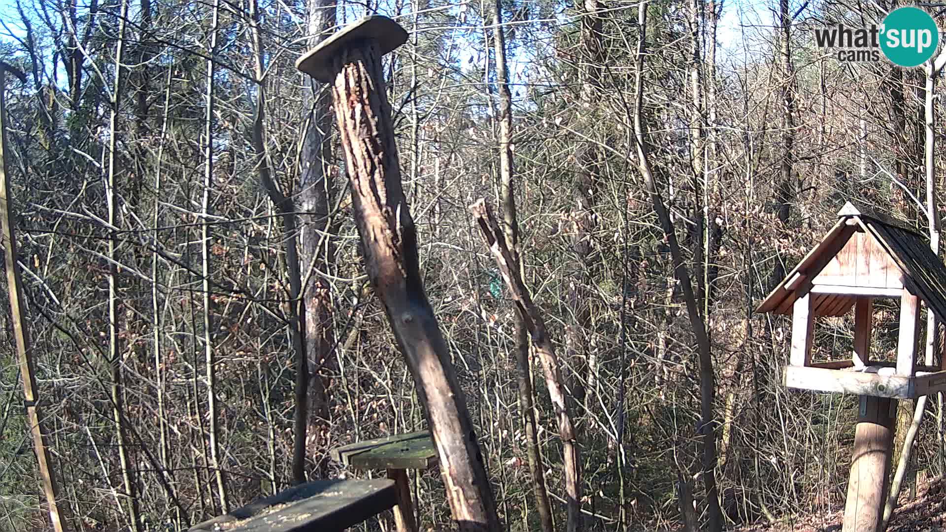 Comederos para pájaros en ZOO Ljubljana camera en vivo