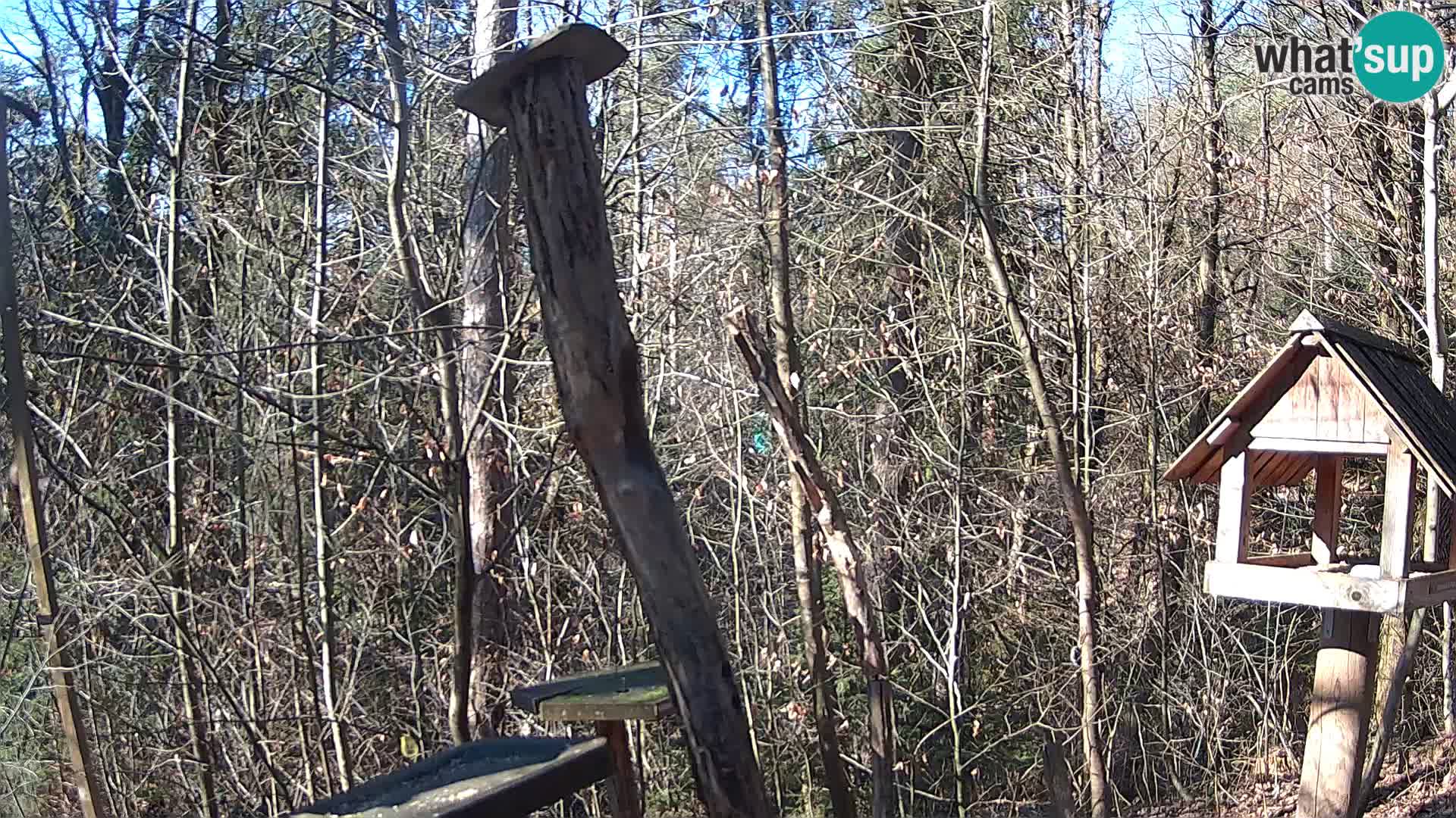 Mangiatoie per uccelli allo ZOO di Lubiana livecam