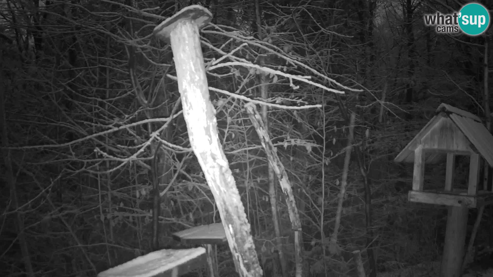 Krmilnice za ptiče v ZOO Ljubljana spletna kamera