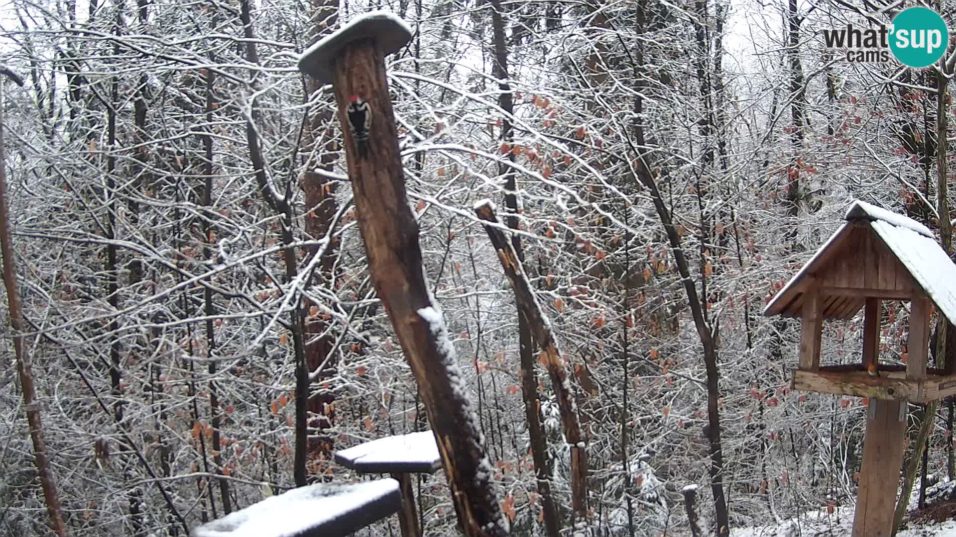 Krmilnice za ptiče v ZOO Ljubljana spletna kamera