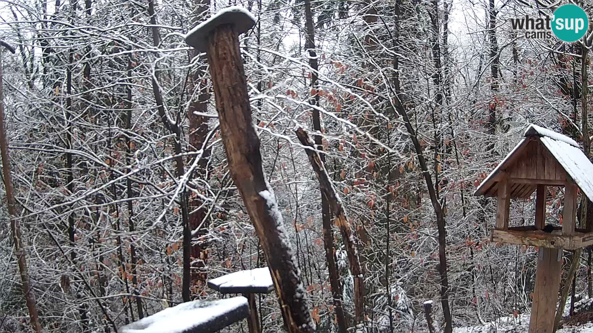 Mangiatoie per uccelli allo ZOO di Lubiana livecam