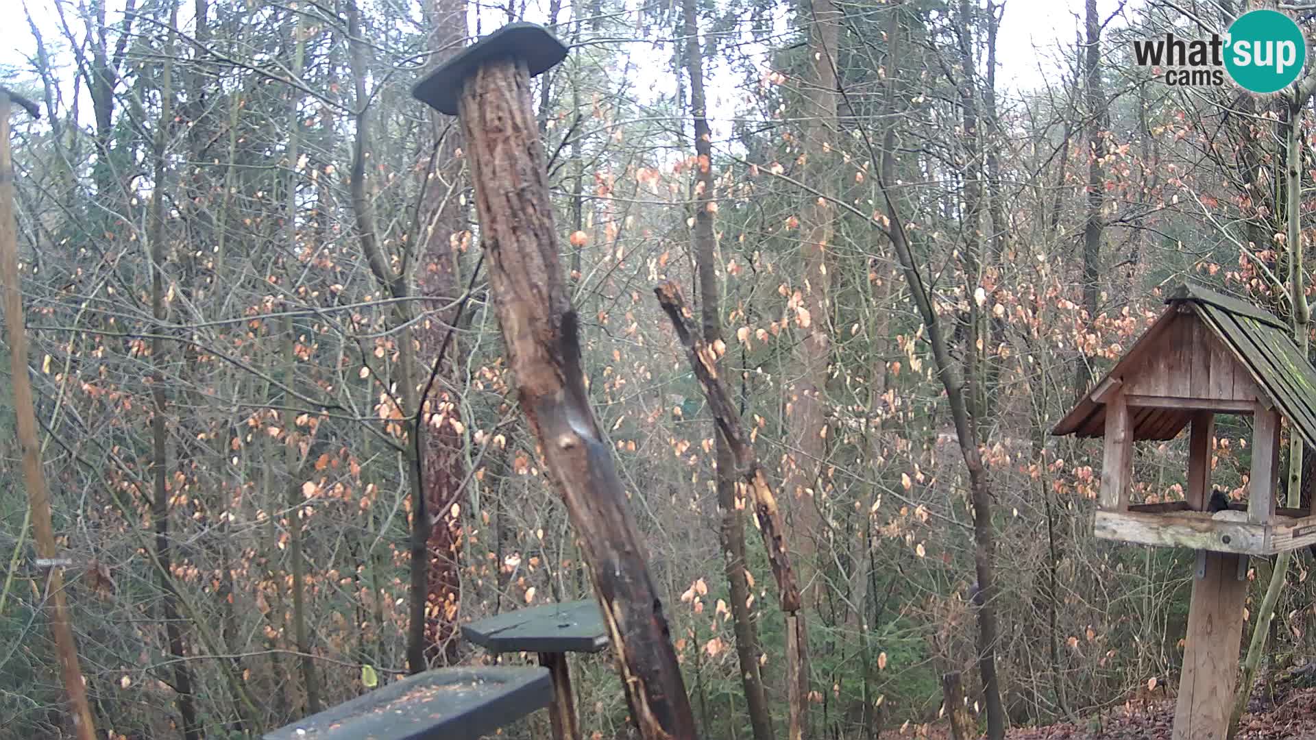 Comederos para pájaros en ZOO Ljubljana camera en vivo