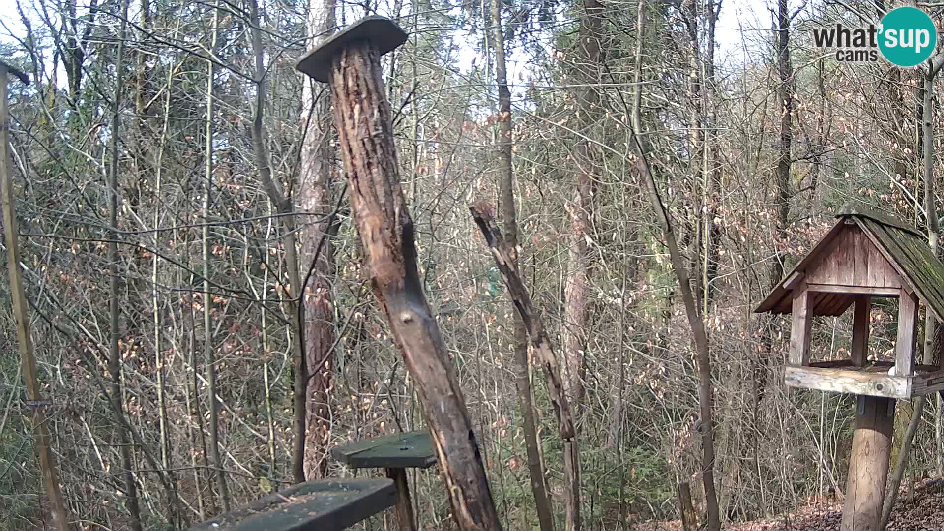 Vogelfutterhäuschen im ZOO webcam Ljubljana