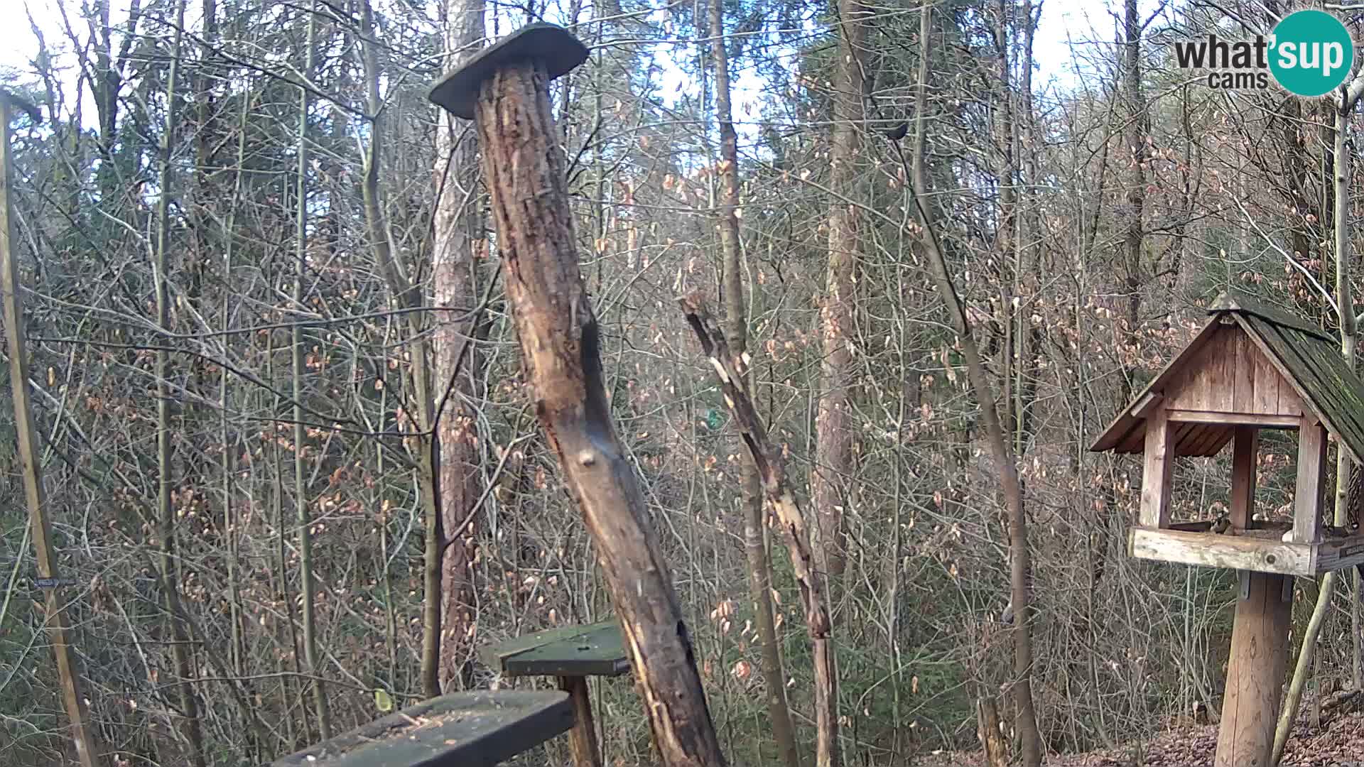 Hranilice za ptice u ZOO web kamera Ljubljana