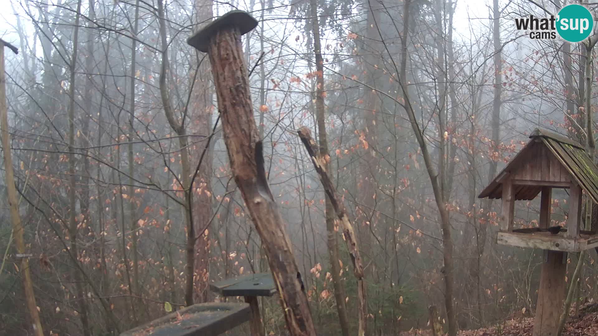 Hranilice za ptice u ZOO web kamera Ljubljana