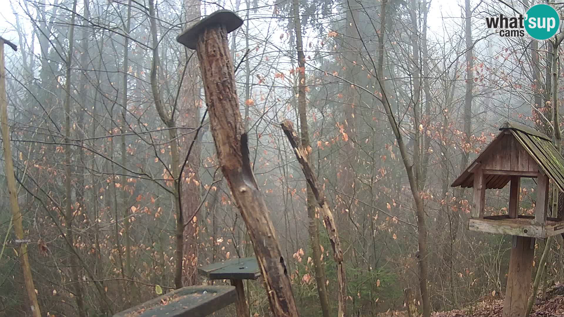 Hranilice za ptice u ZOO web kamera Ljubljana