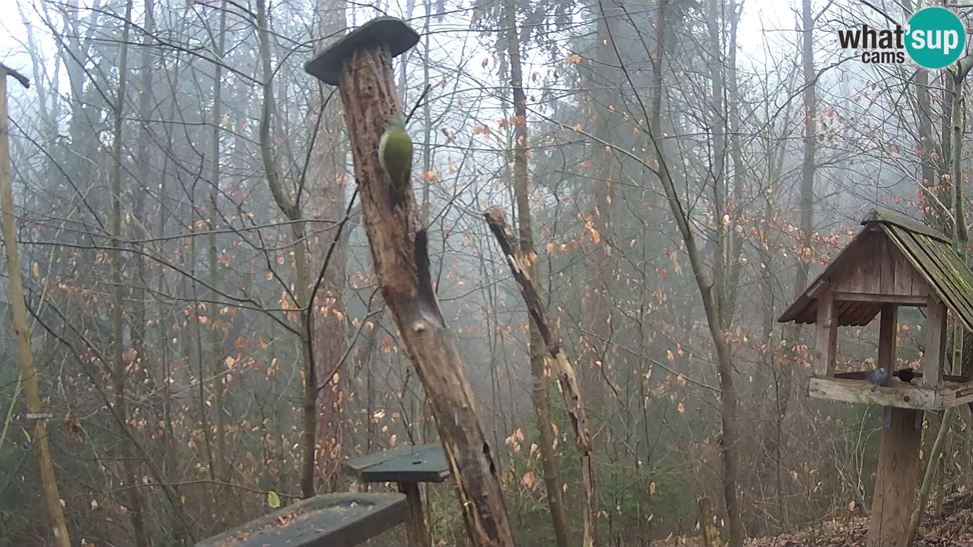 Comederos para pájaros en ZOO Ljubljana camera en vivo