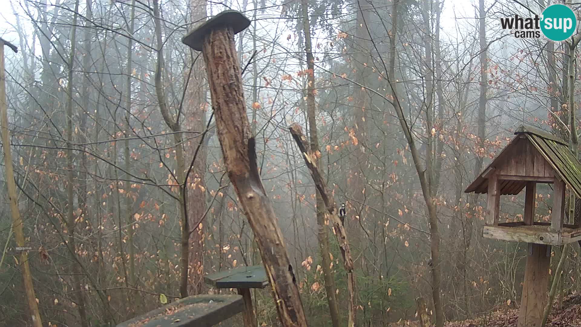 Vogelfutterhäuschen im ZOO webcam Ljubljana