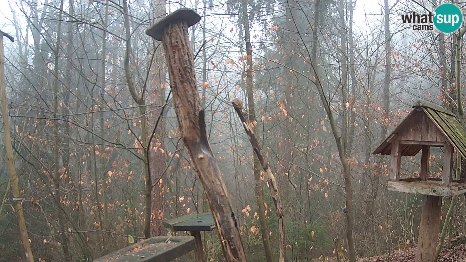 Mangeoires pour oiseaux au ZOO live webcam Ljubljana