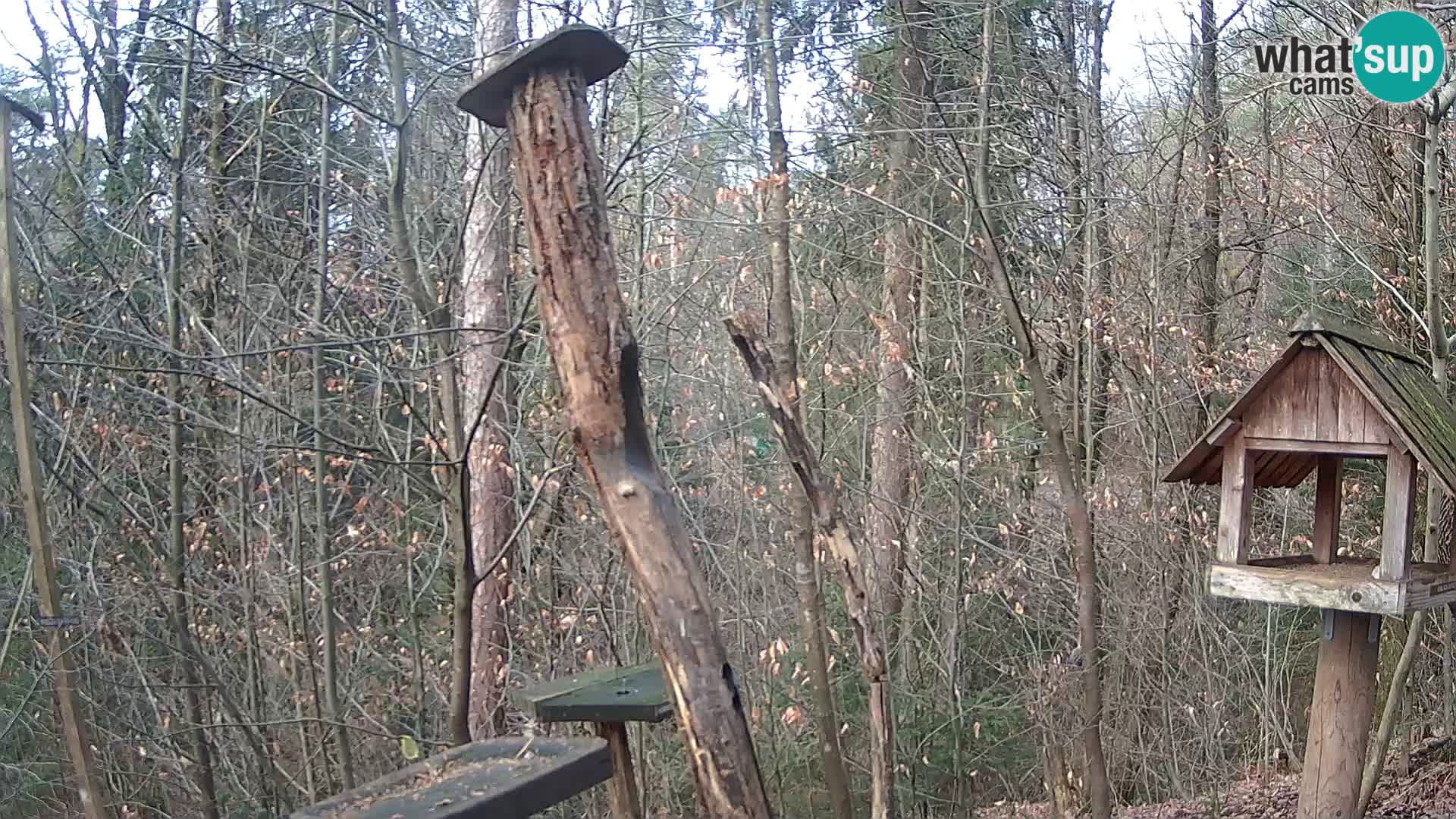Vogelfutterhäuschen im ZOO webcam Ljubljana