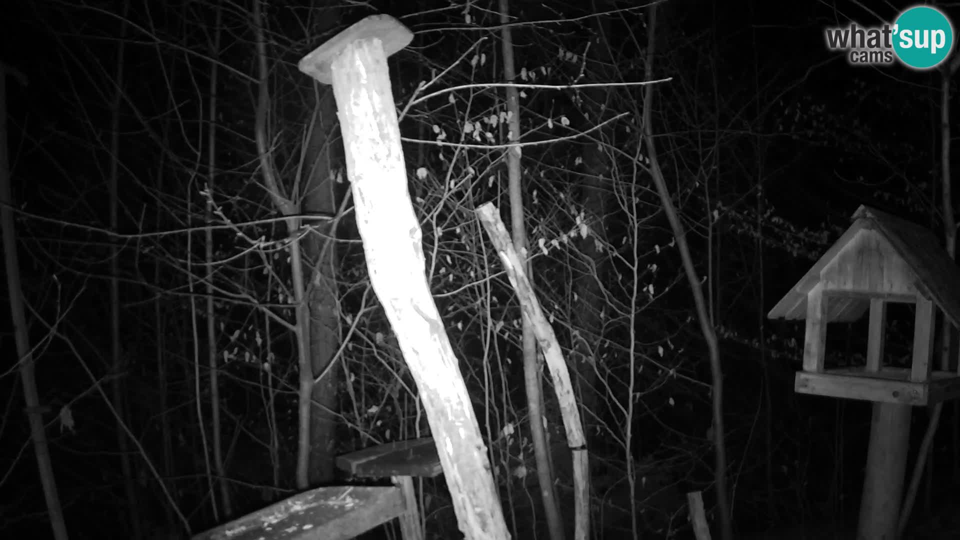 Mangiatoie per uccelli allo ZOO di Lubiana livecam