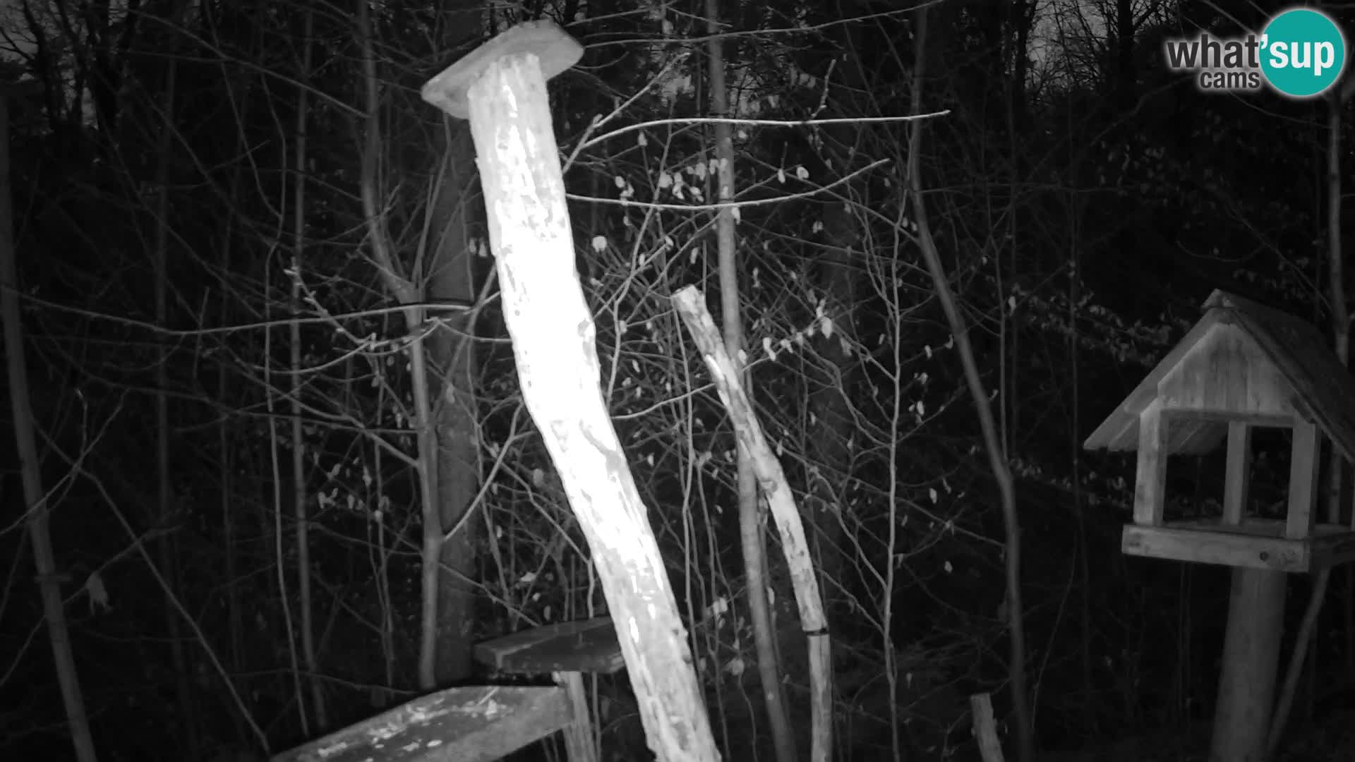 Mangiatoie per uccelli allo ZOO di Lubiana livecam