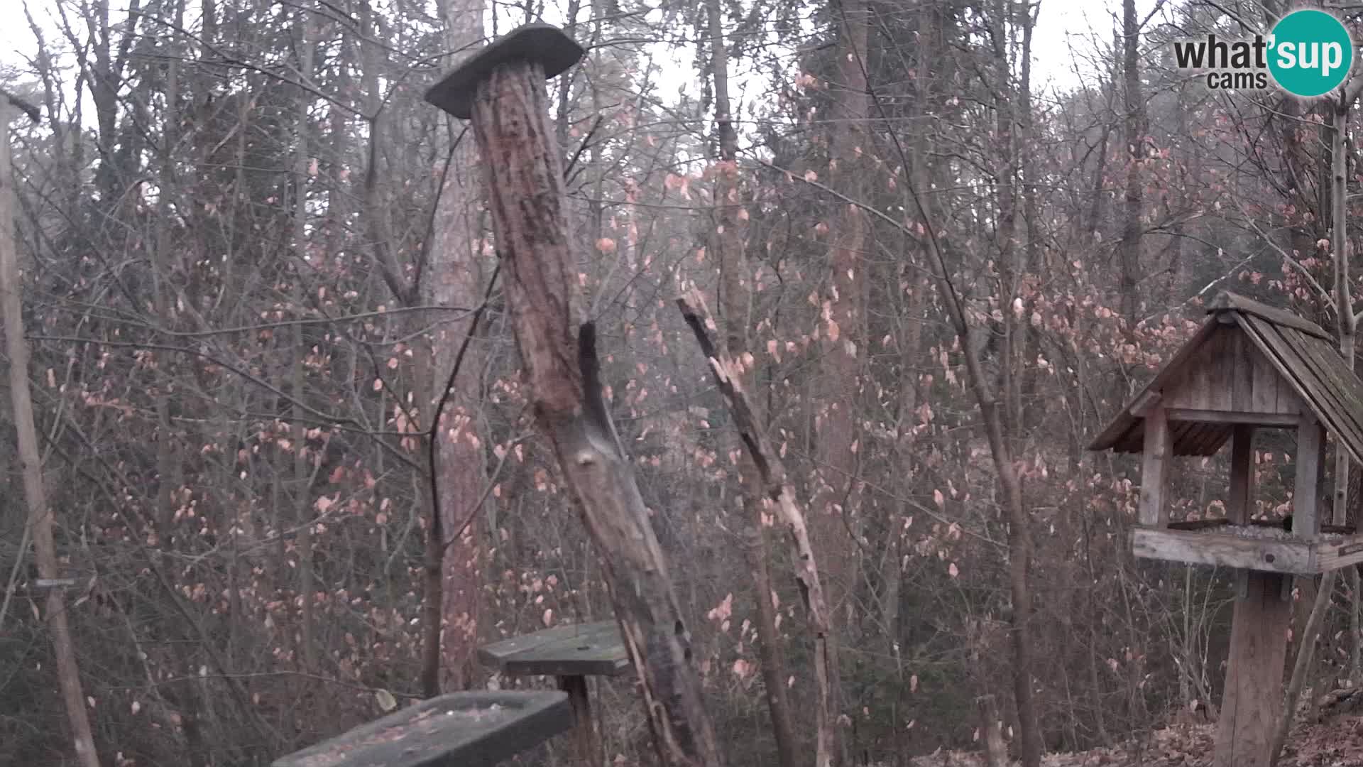 Bird feeders at ZOO Ljubljana webcam