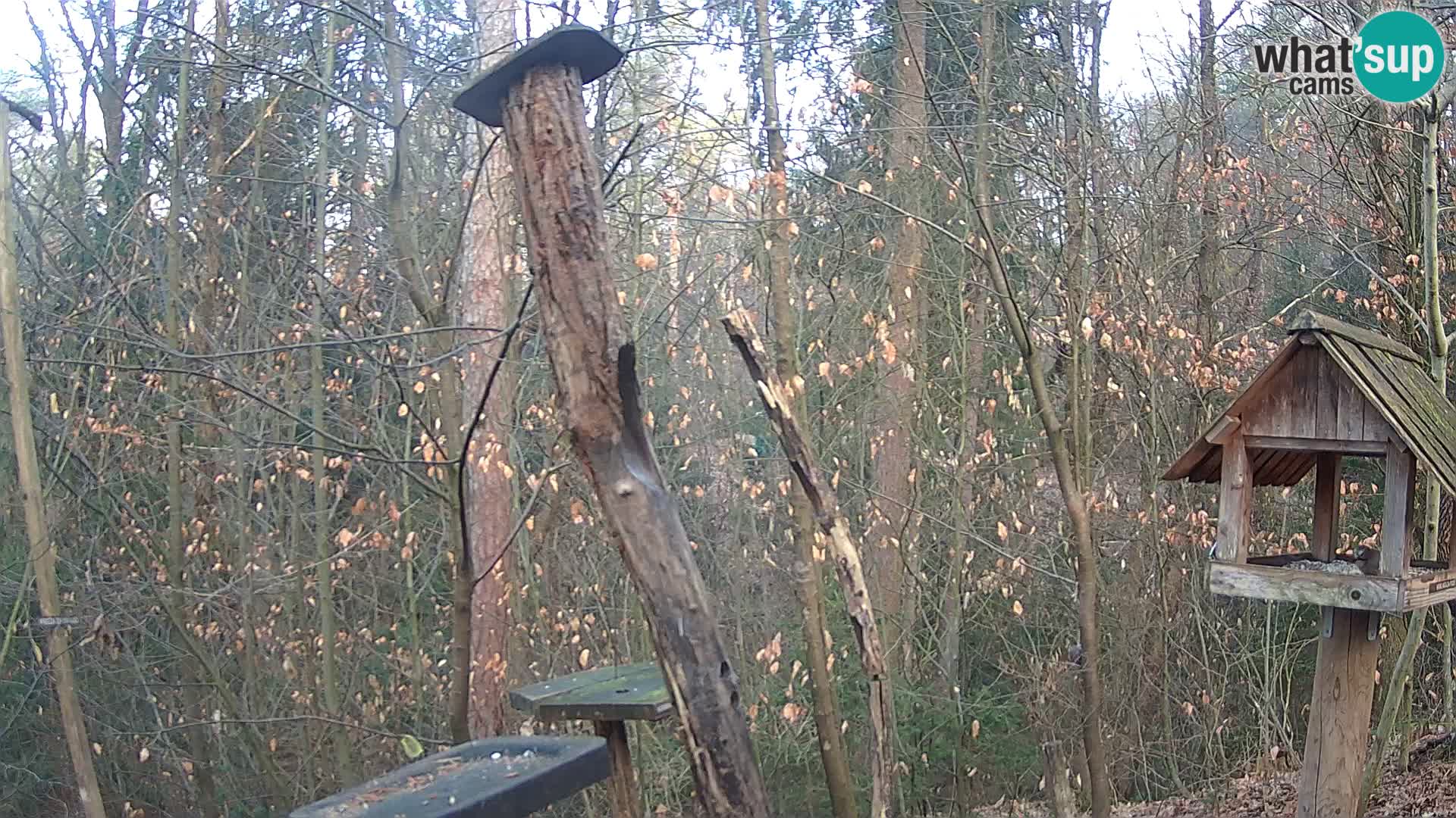 Krmilnice za ptiče v ZOO Ljubljana spletna kamera