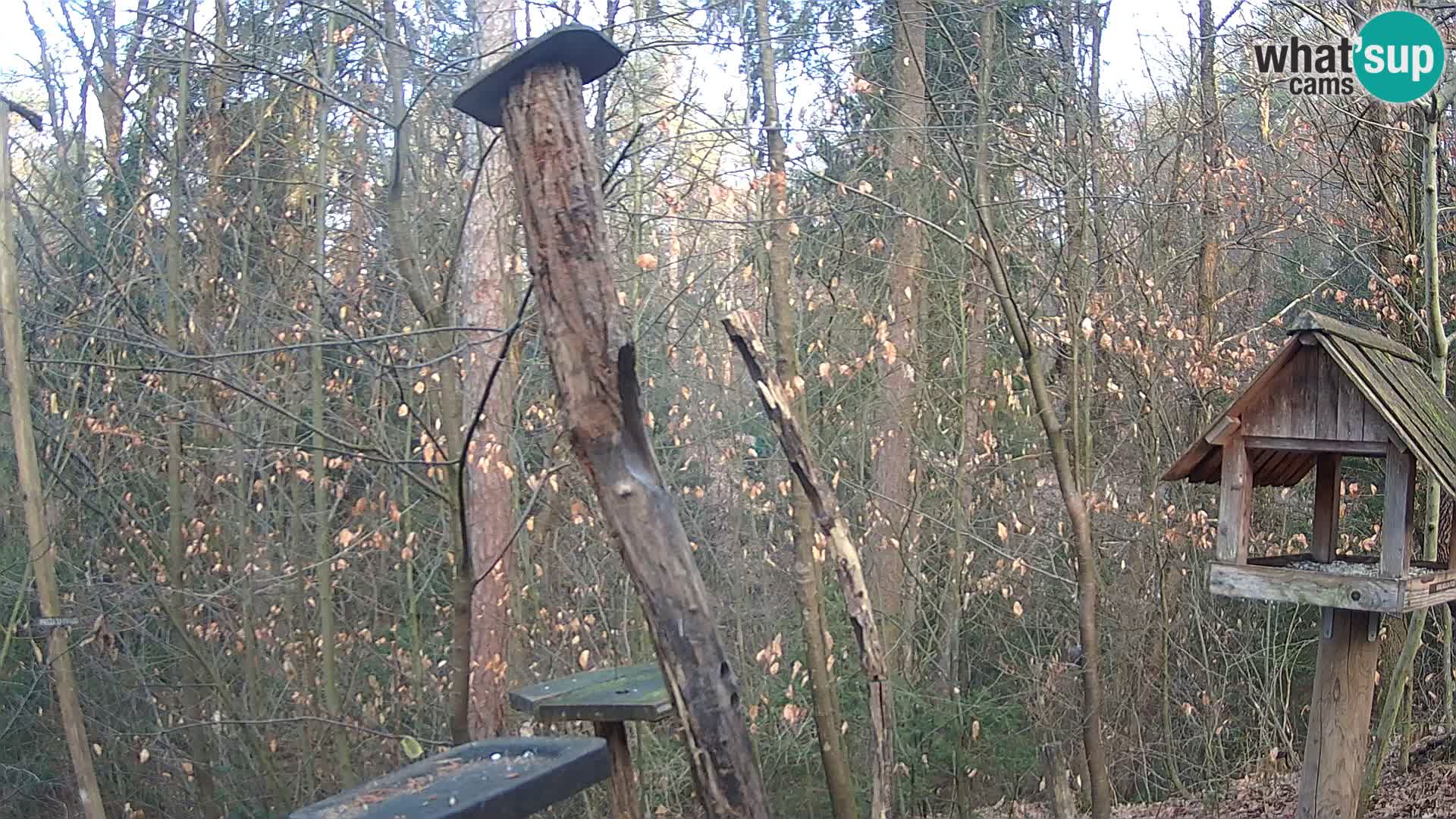 Hranilice za ptice u ZOO web kamera Ljubljana