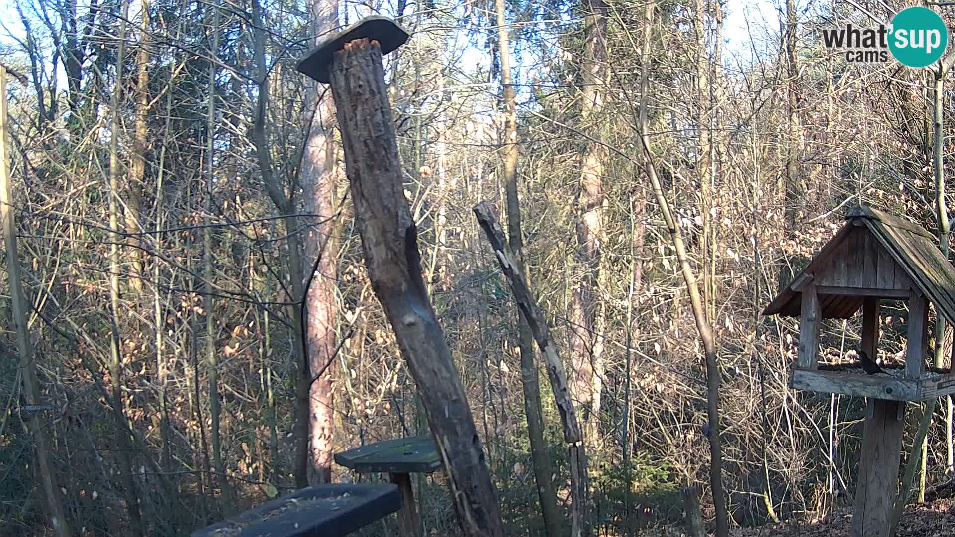 Hranilice za ptice u ZOO web kamera Ljubljana