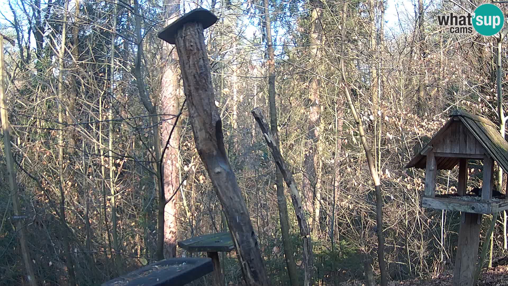 Hranilice za ptice u ZOO web kamera Ljubljana