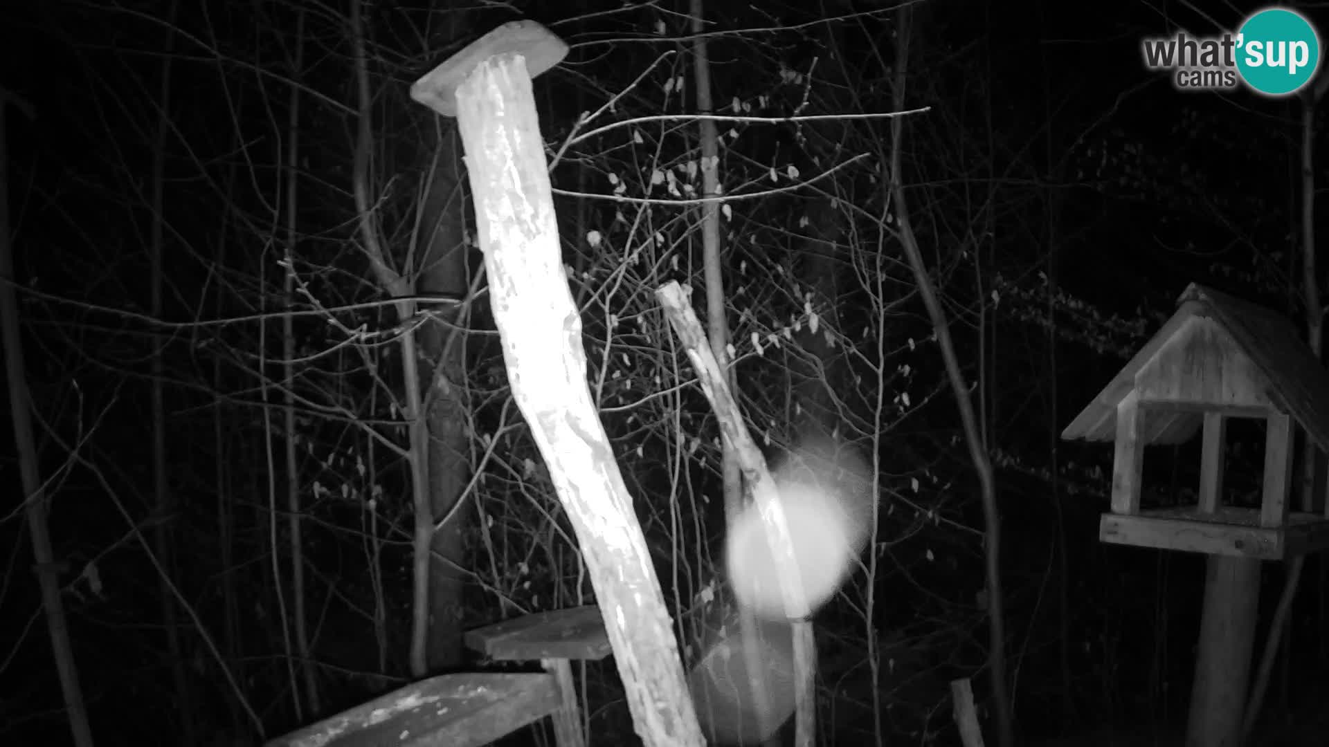 Mangiatoie per uccelli allo ZOO di Lubiana livecam