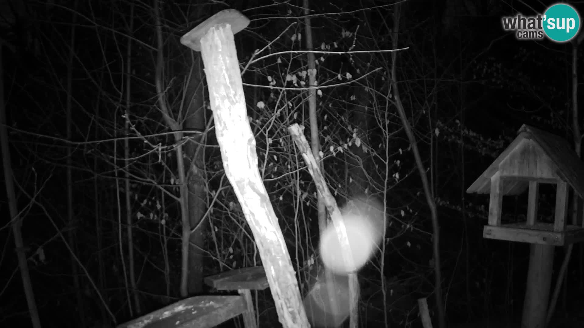 Krmilnice za ptiče v ZOO Ljubljana spletna kamera