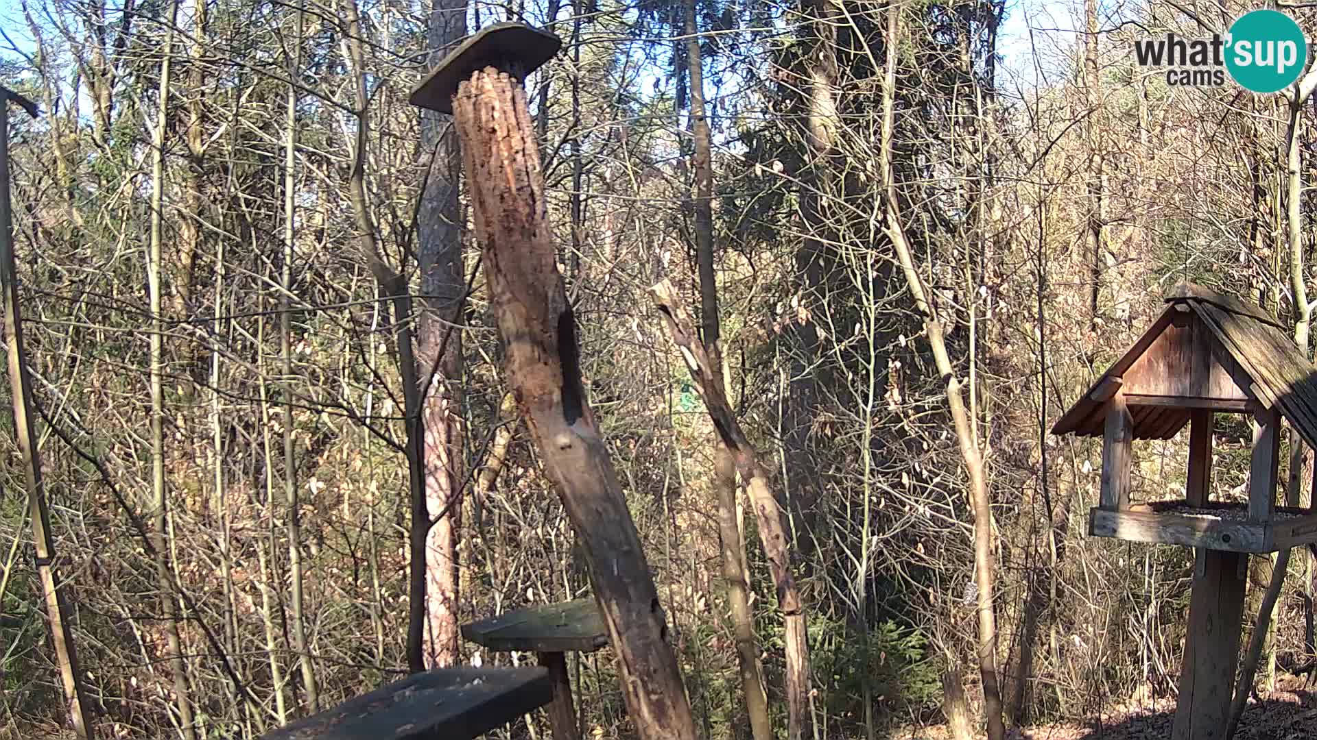 Comederos para pájaros en ZOO Ljubljana camera en vivo