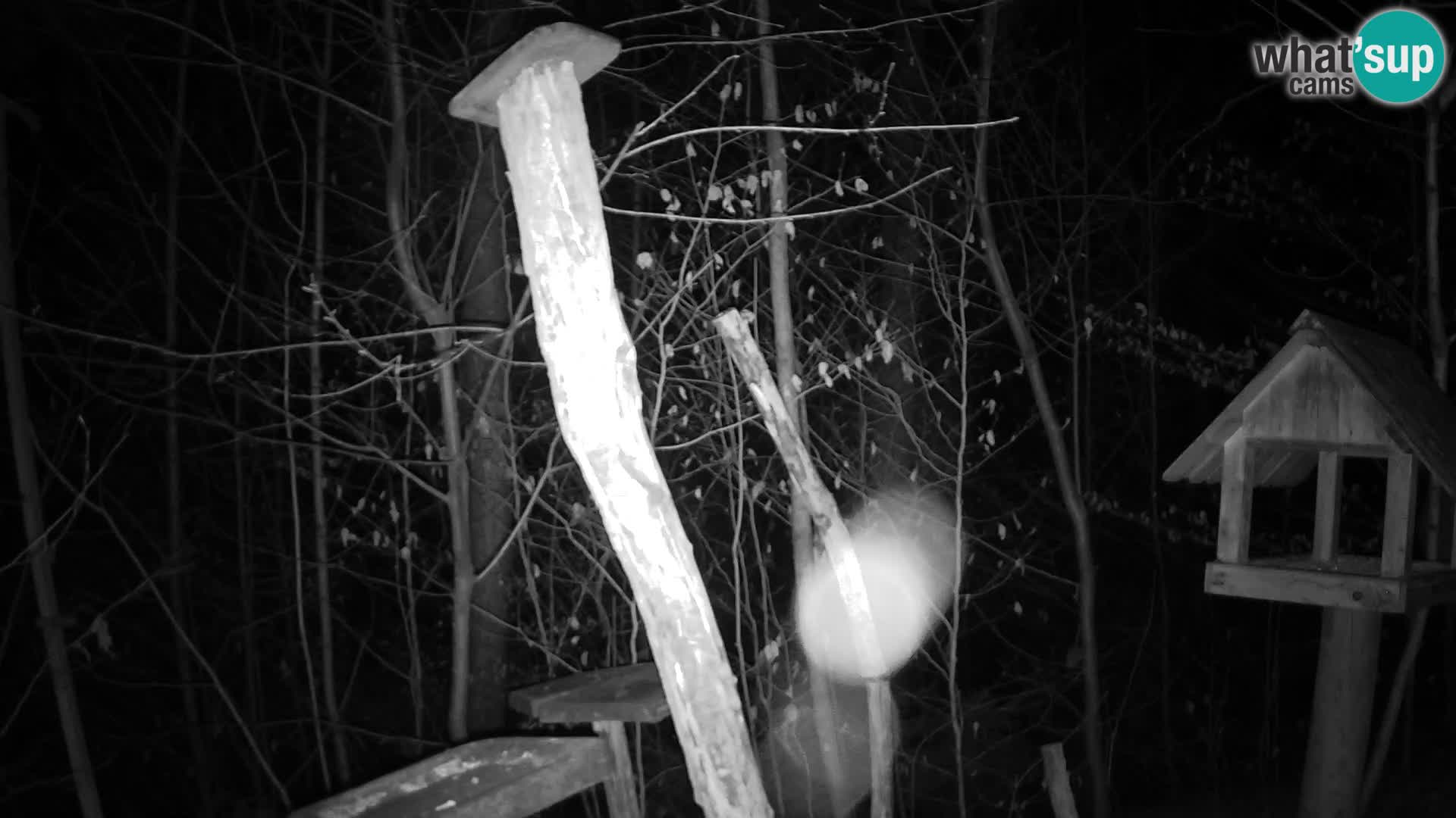 Hranilice za ptice u ZOO web kamera Ljubljana