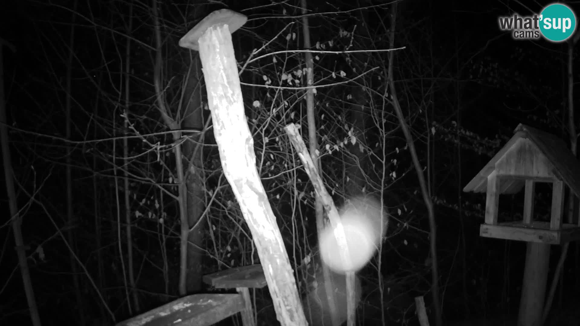 Hranilice za ptice u ZOO web kamera Ljubljana