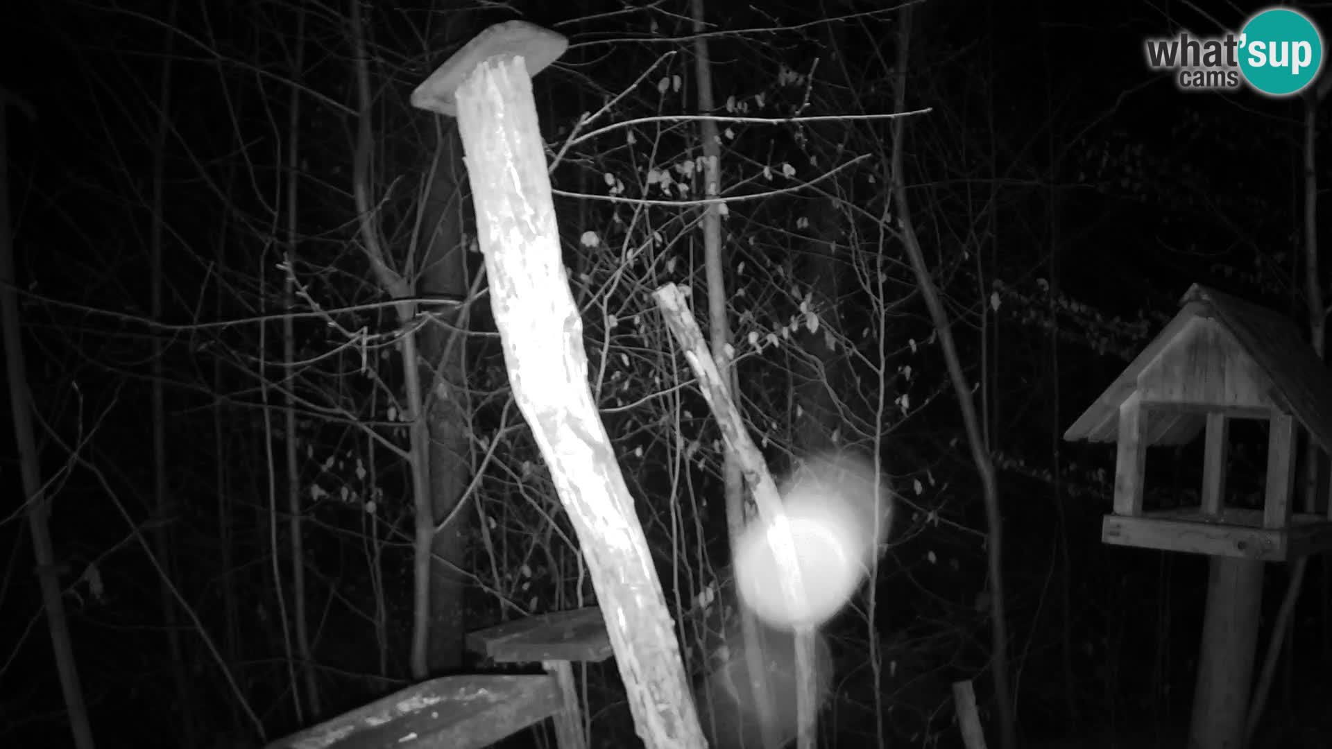 Hranilice za ptice u ZOO web kamera Ljubljana